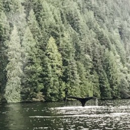Wale beobachten in Kanada, fotografiert von Veronika Anna Fotografie aus Bayern.