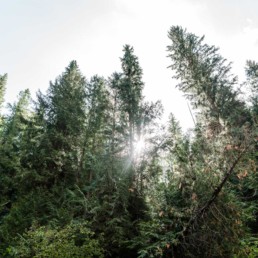 Wilde Wälder Kanadas, Reisebericht von Veronika Anna Fotografie Fotografin aus Bayern