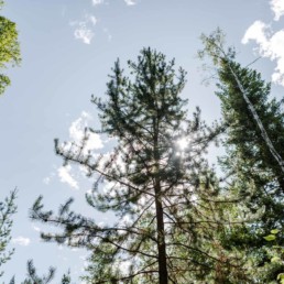 Baumwipfel in freier Natur. Bilder und Reisebericht von Veronika Anna Fotografie