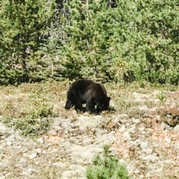 Kanadischer Bär fotografiert von Veronika Anna Fotografie auf Reisen 2019 in Kanada