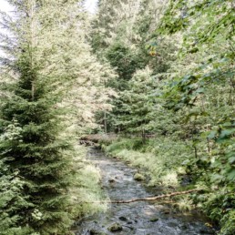 Naturbild im bayerischen Wald fotografiert von Veronika Anna Fotografie.