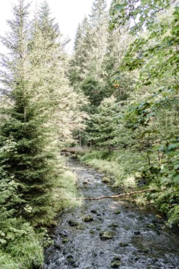 Naturbild im bayerischen Wald fotografiert von Veronika Anna Fotografie.