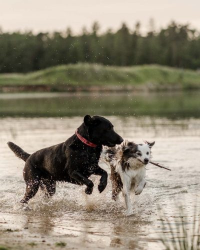 business-fotoshooting-fotograf-veronika-anna-fotoreportage-hundeschule-16