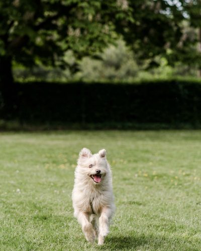 business-fotoshooting-fotograf-veronika-anna-fotoreportage-hundeschule-2