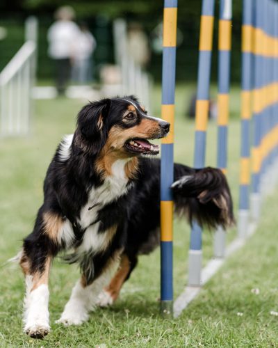 business-fotoshooting-fotograf-veronika-anna-fotoreportage-hundeschule-28