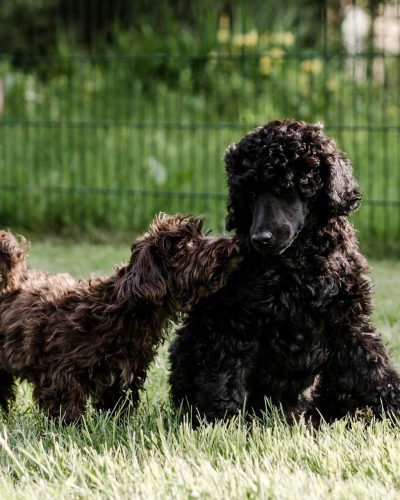 business-fotoshooting-fotograf-veronika-anna-fotoreportage-hundeschule-5