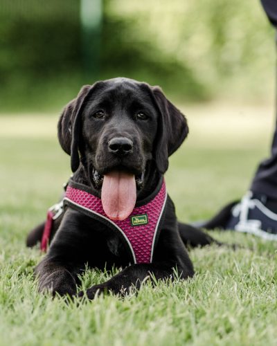 business-fotoshooting-fotograf-veronika-anna-fotoreportage-hundeschule-6